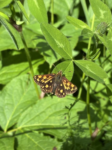 Arctic Skipper