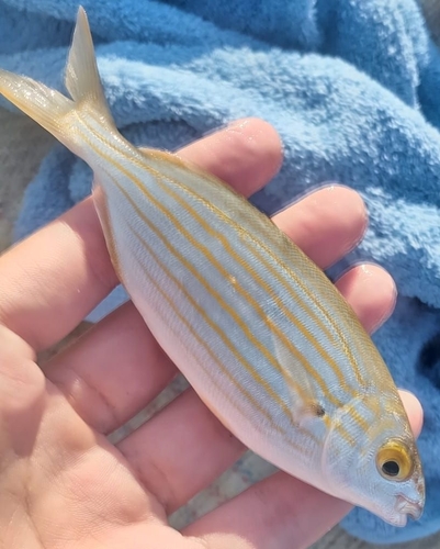 Salema Porgy