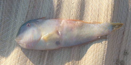Pearly Razorfish