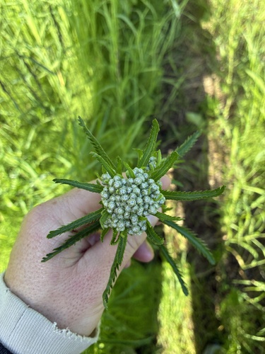 Siberian Yarrow