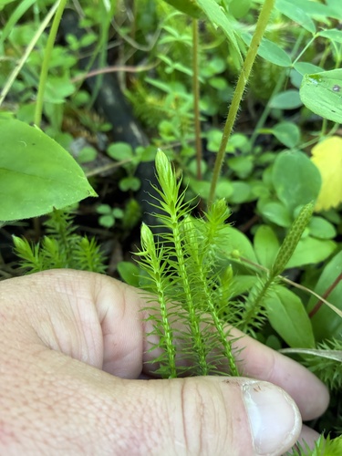interrupted clubmoss