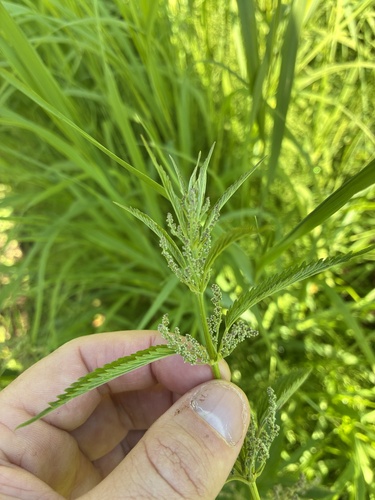 slender stinging nettle