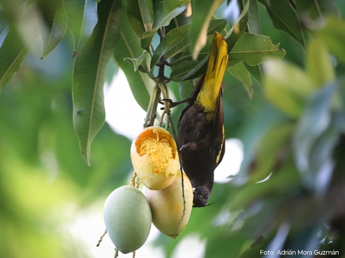 Yellow-winged Cacique (Cassiculus melanicterus)