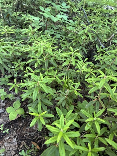Bog Labrador Tea