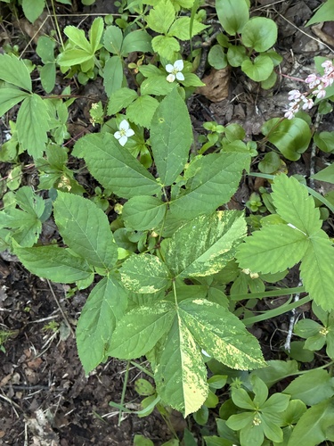 wild sarsaparilla