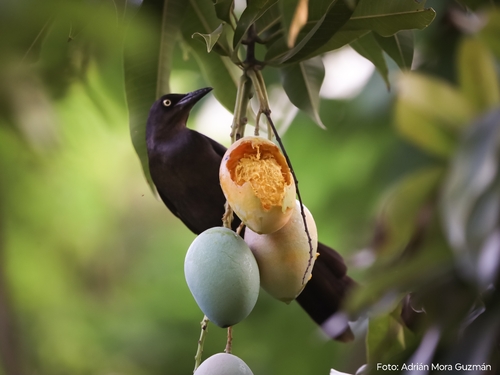 Great-tailed Grackle (Quiscalus mexicanus)