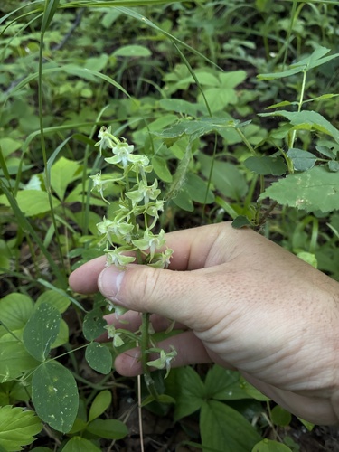 Round-leaved Bog Orchid