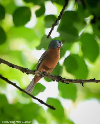 Ruddy-breasted Seedeater (Sporophila minuta)