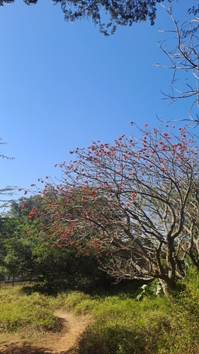 Common Coral Tree