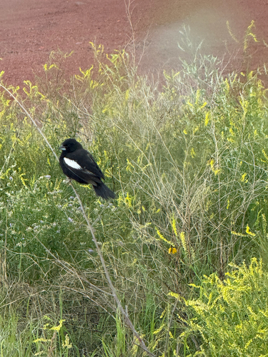 Lark Bunting