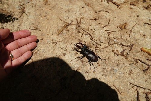 European Stag Beetle