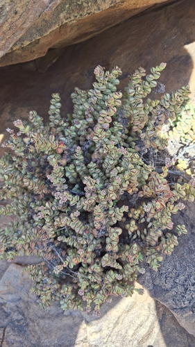 Kebab Bush