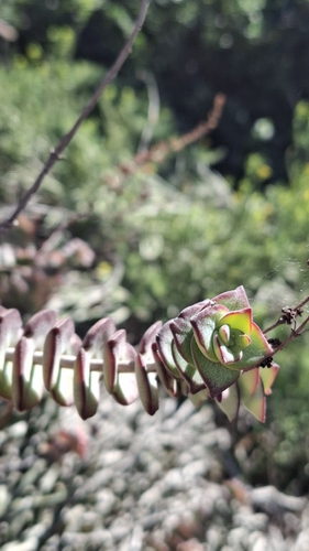 Concertina Plant