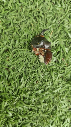 European Rhinoceros Beetle