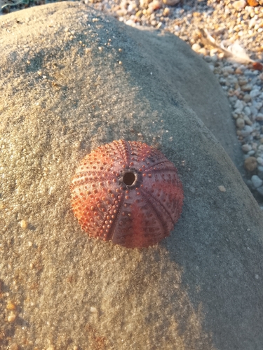 Black sea urchin