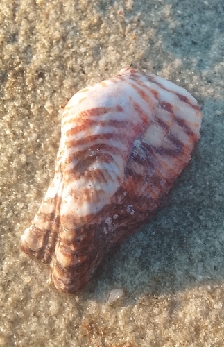 Noah's Ark shell