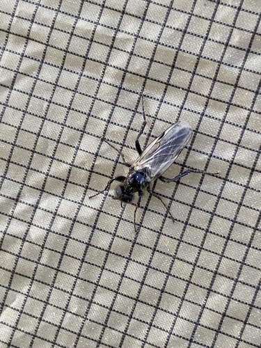 iNaturalist observation photo of Bibio