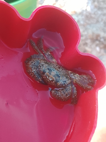 Warty Crab