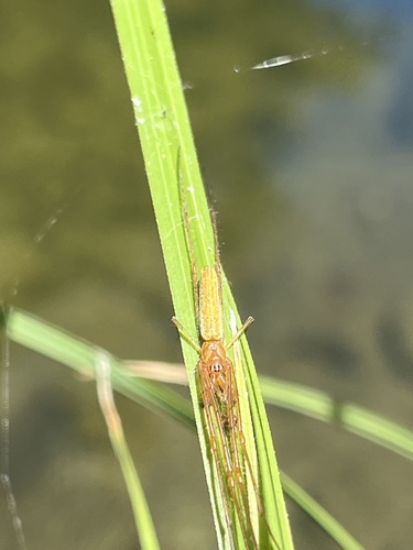 iNaturalist observation photo of Common Stretch Spider