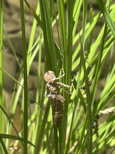 iNaturalist observation photo of Western River Cruiser