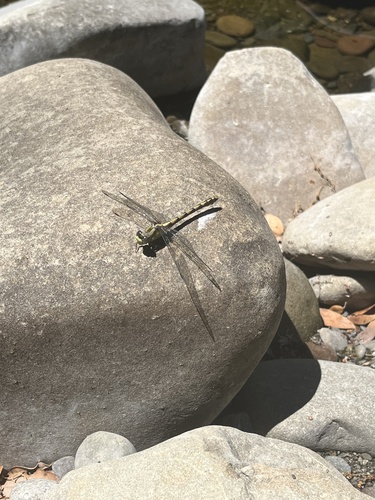 iNaturalist observation photo of Clubtails