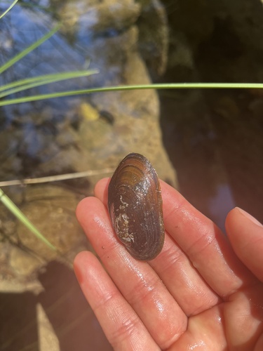 iNaturalist observation photo of Western Pearlshell
