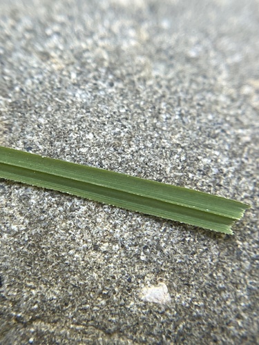 iNaturalist observation photo of true sedges