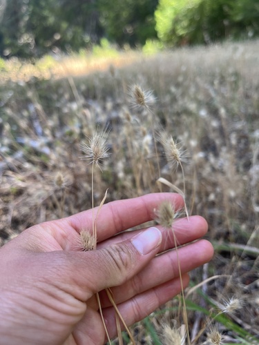 iNaturalist observation photo of bristly dogtail grass