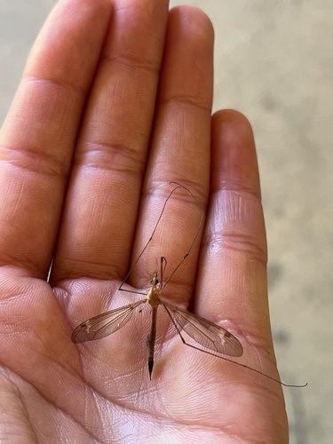 iNaturalist observation photo of Common Crane Flies