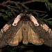 Dogwood Thyatirid Moth - Photo (c) phoqwa, all rights reserved, uploaded by phoqwa
