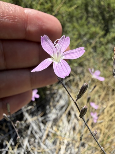 iNaturalist observation photo of Wirelettuces