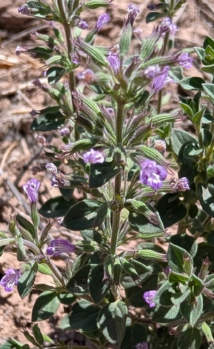 dwarf false pennyroyal
