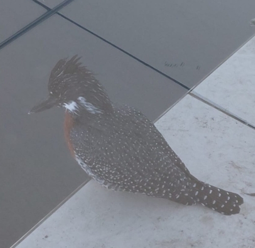 Giant Kingfisher