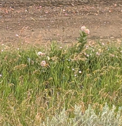 showy milkweed