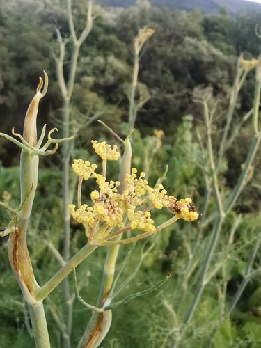 fennel