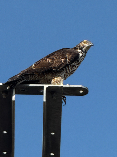 Oriental Honey-buzzard