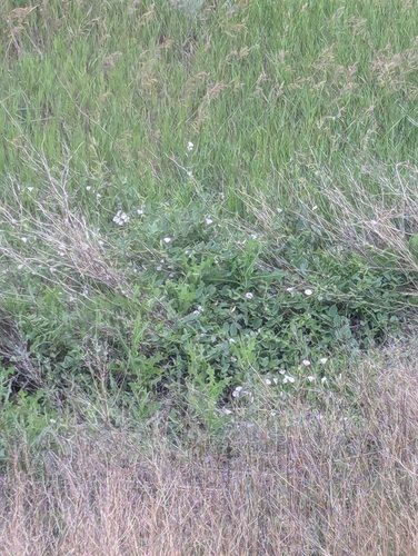 field bindweed