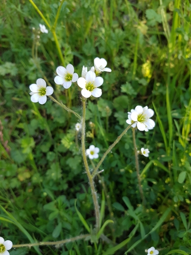 Meadow Saxifrage