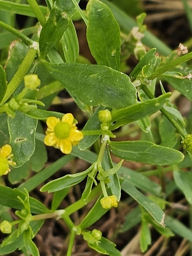 cursed crowfoot