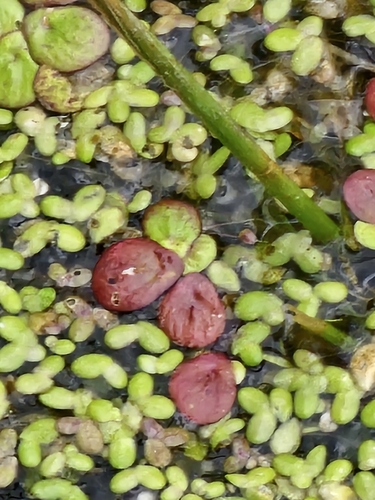greater duckweed