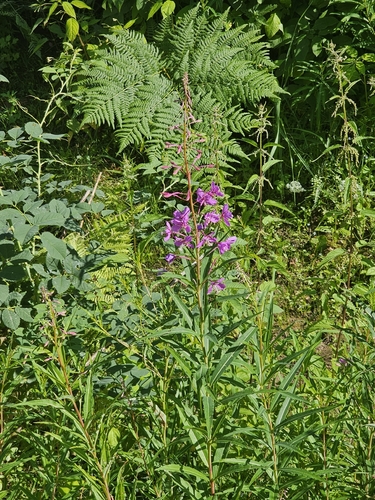 fireweed