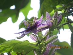 Passiflora menispermifolia image