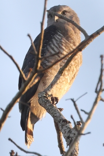 Southern Banded Snake Eagle