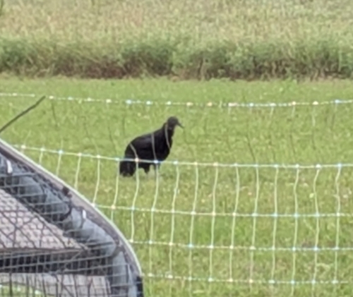 Black Vulture