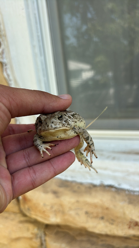 Woodhouse's Toad
