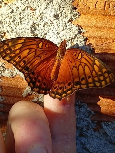 Mexican Fritillary