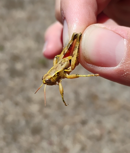 iNaturalist observation photo of Oedaleonotus