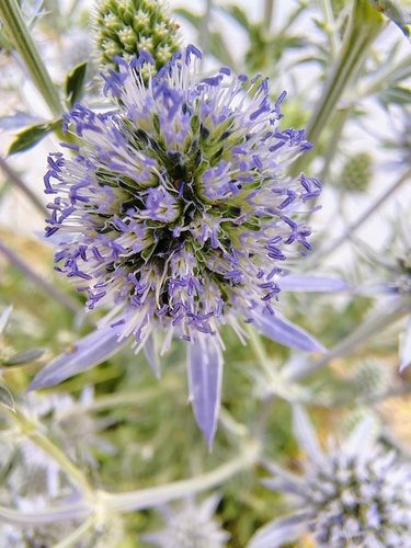 Blue Eryngo
