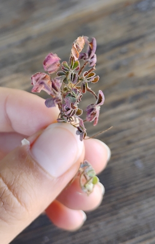 iNaturalist observation photo of Differleaf Sorrel