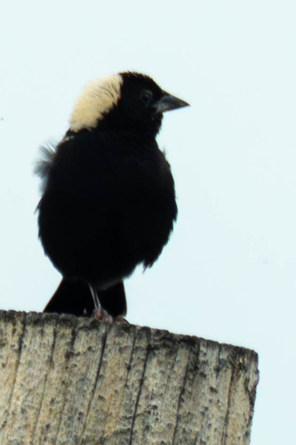 Bobolink